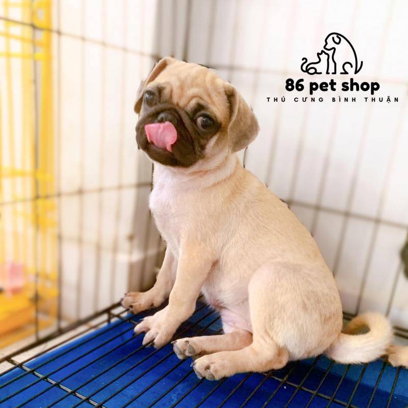 Alpha Pet Shop & Spa