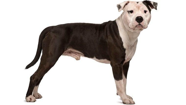 American Staffordshire Terrier