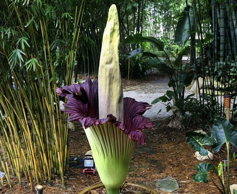 Amorphophallus titanum