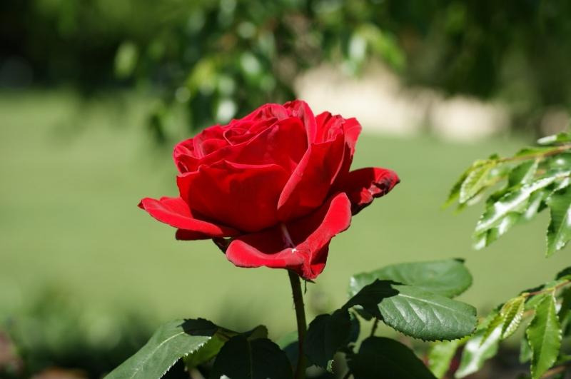 Hoa hồng là chủ đề muôn thưở của thơ ca