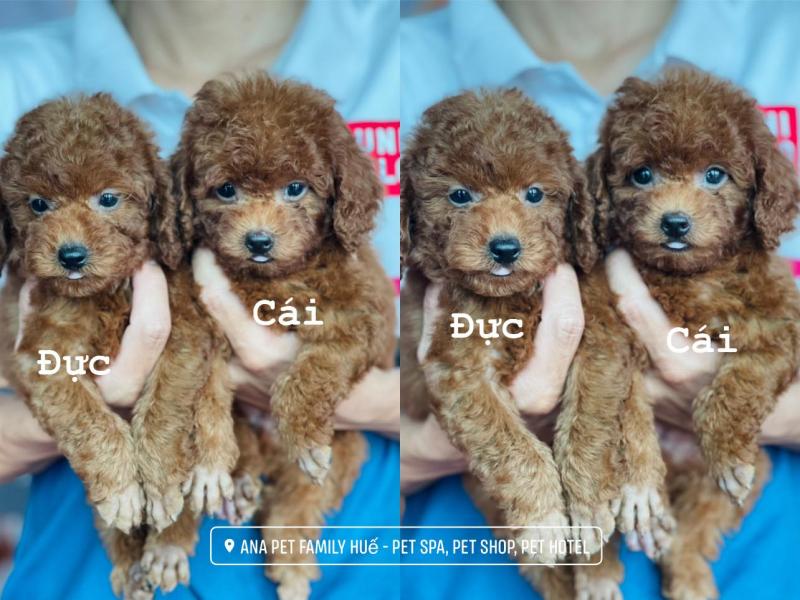 ANA Pet Family Huế