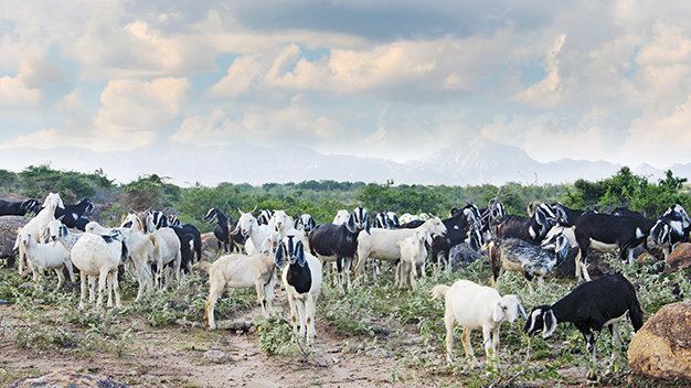 Anh Nông Văn Quang phát triển chăn nuôi