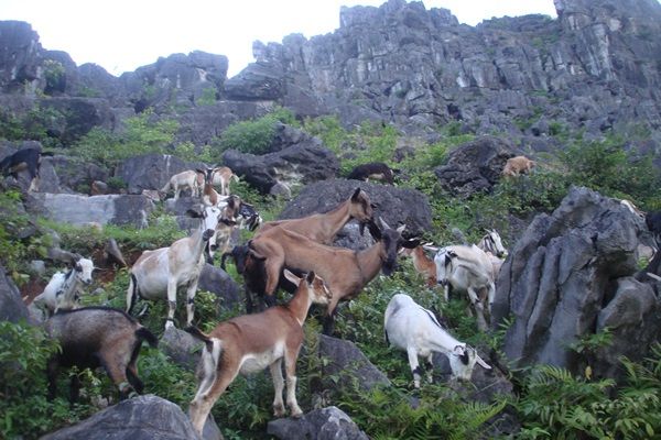 Anh Nông Văn Quang phát triển chăn nuôi