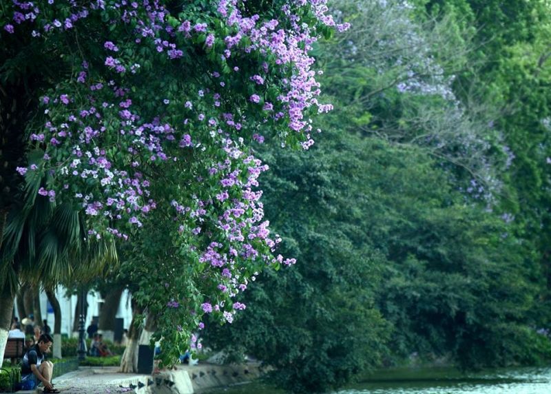 Ở trên con phố Tràng Thi vào mùa hè, mùa thu, ngoài nhìn ngắm Annie’s Little Hanoi, bạn còn được sống trong một khung cảnh lãng mạn và nên thơ rất riêng của Hà Nội