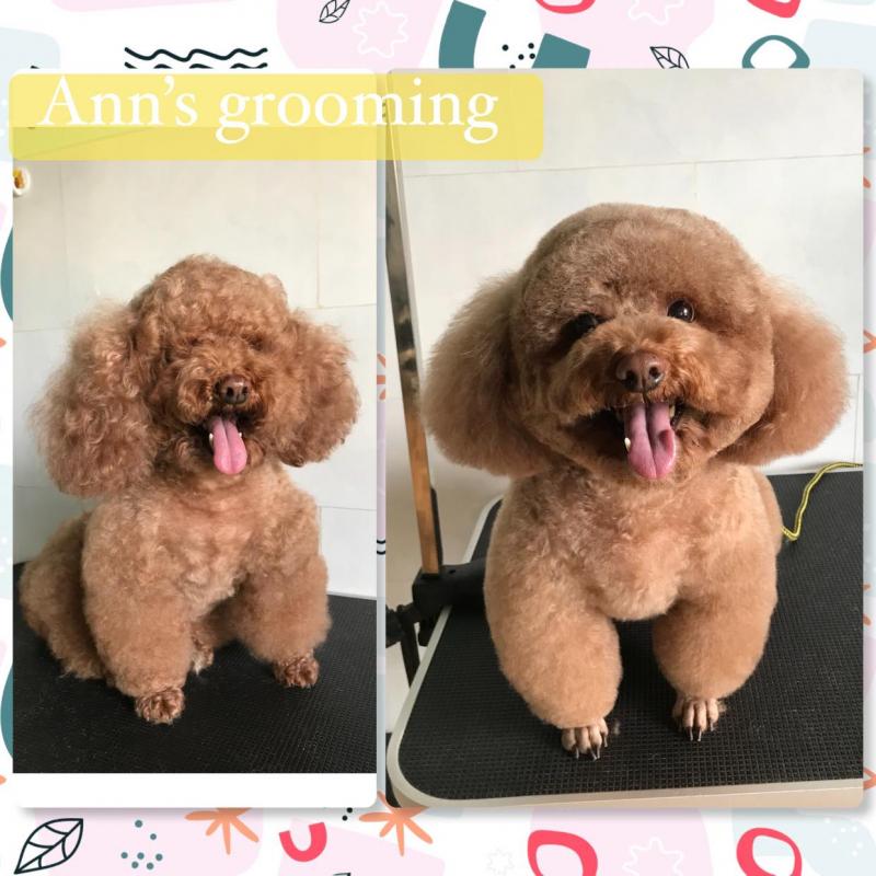 Ann’s Grooming