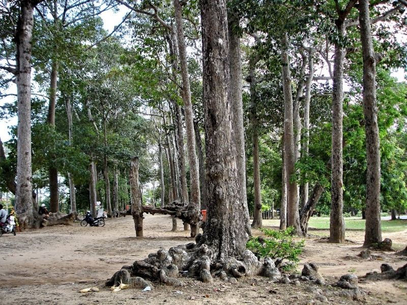 Hàng cây cổ thụ xung quanh ao Bà Om