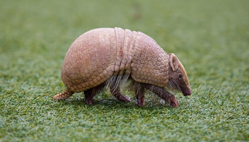 Armadillo là một loại thú có mai