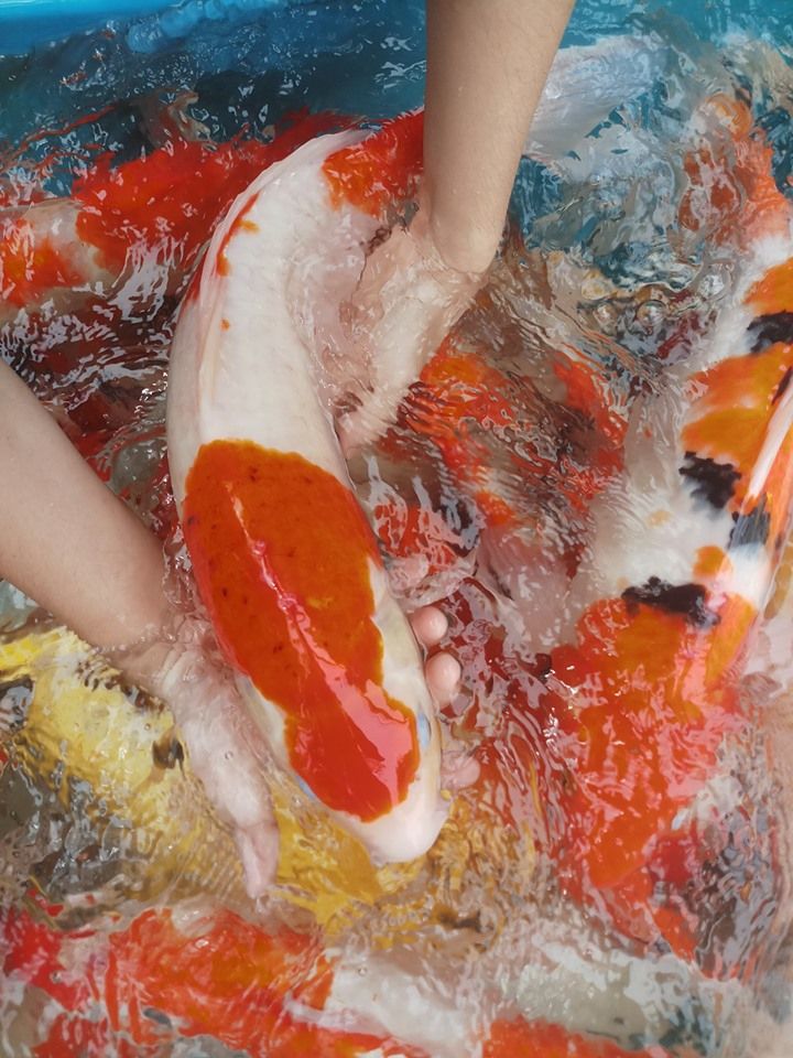 As Koi Farm