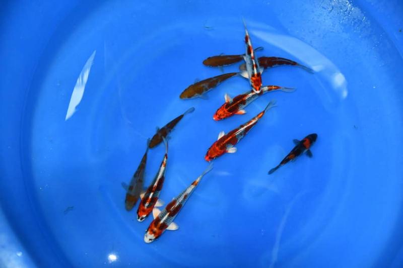 Asagi Koi Farm