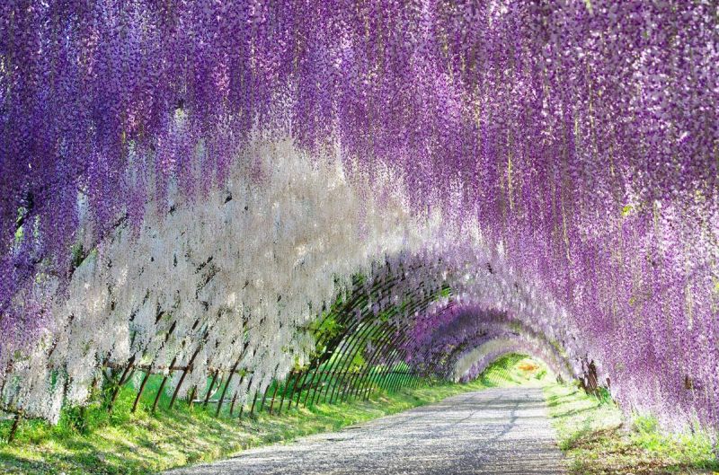 Ashikaga Flower Park - Ashikaga, Nhật Bản