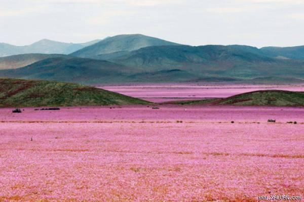 Atacama - Chile