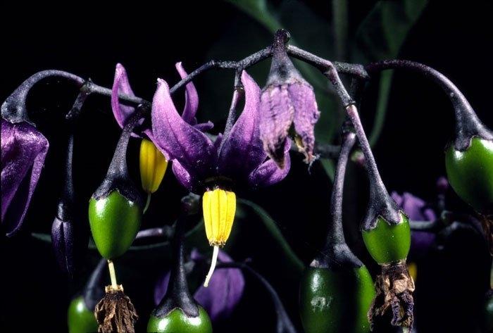 Atropa belladonna còn gọi là cây cà dược