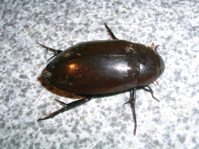 Bọ nước Dytiscidae