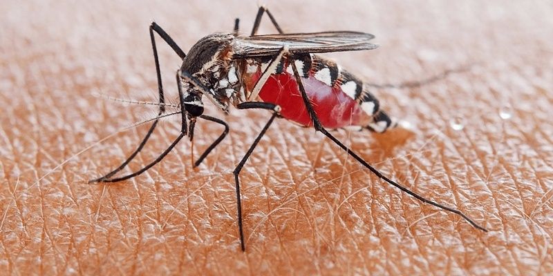 Muỗi vằn Aedes aegypti