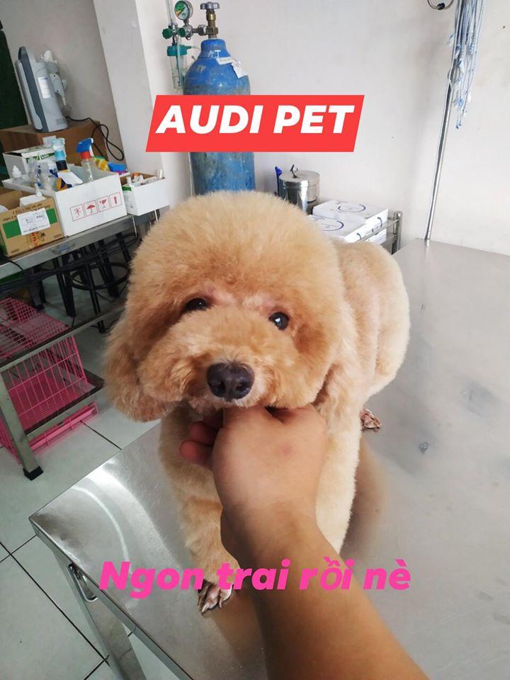 Audi Pet