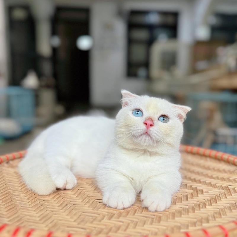 Đội ngũ cán bộ nhân viên AZPET