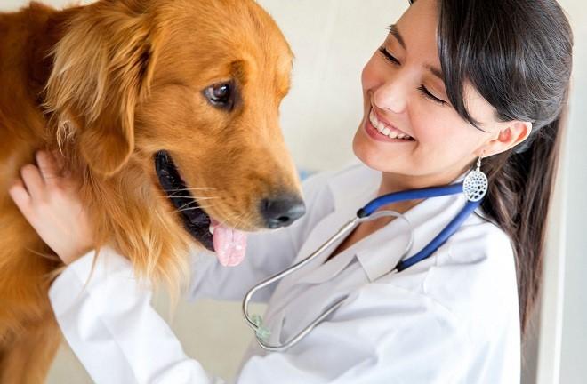 Bác sĩ thú y, nhân viên chăm sóc thú cưng