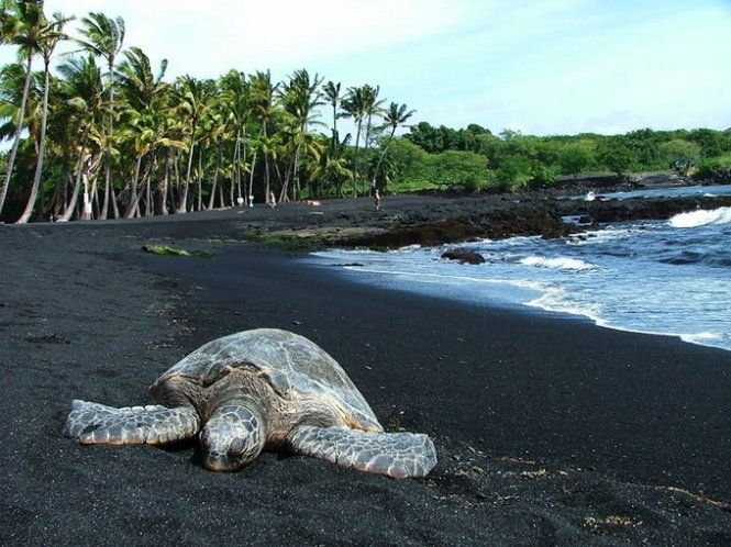 Bãi biển cát đen Punalua, Hawaii