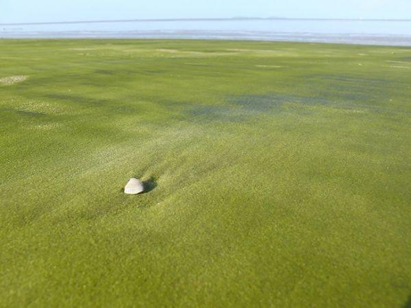 Bãi biển cát xanh tại Kourou, xứ Guiana, nước Pháp