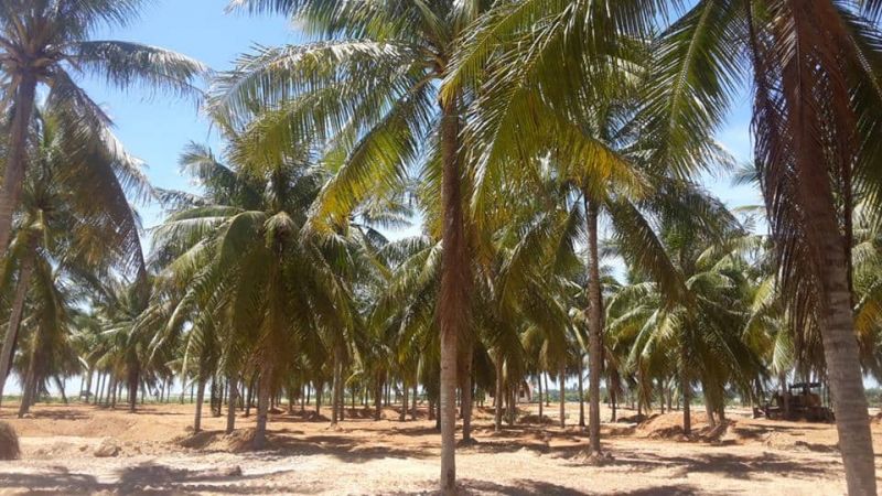 Bãi Dừa – Tư Nghĩa