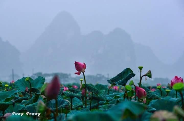 Bài thơ: Sen hồng - Trần Lực