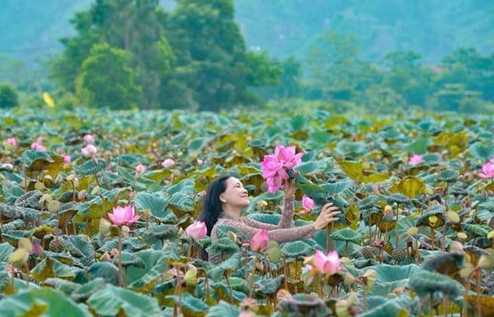 Bài thơ: Sen và em - Phan Thúc Định