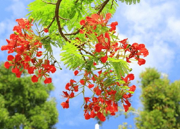 Bài thơ: CHIA TAY MÙA PHƯỢNG - Tony Bui