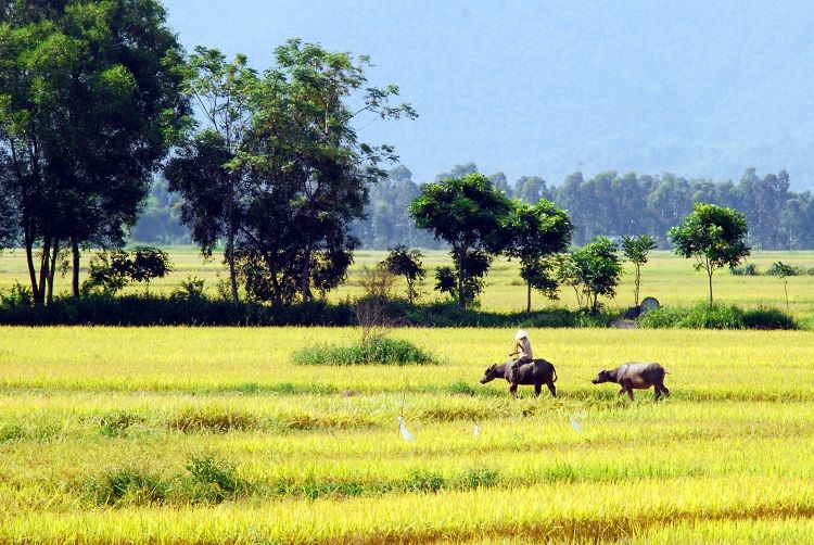 Trả tôi về