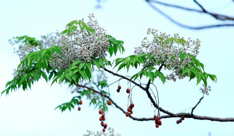 Top 11 Bài thơ hay viết về mùa hoa xoan - Toplist.vn
