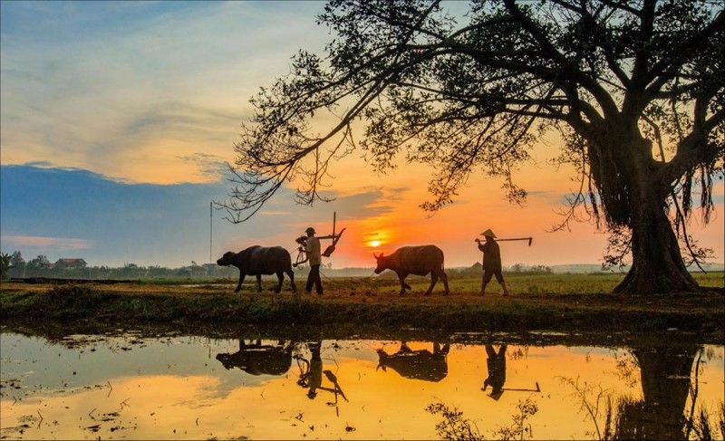 Bài thơ hay về làng quê Việt Nam