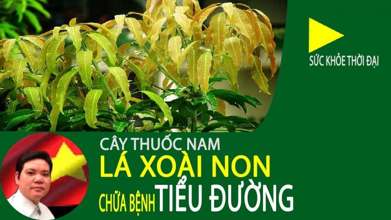 Lá xoài non chữa bệnh tiểu đường