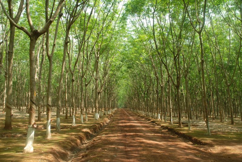 Bài tóm tắt: Rừng xà nu