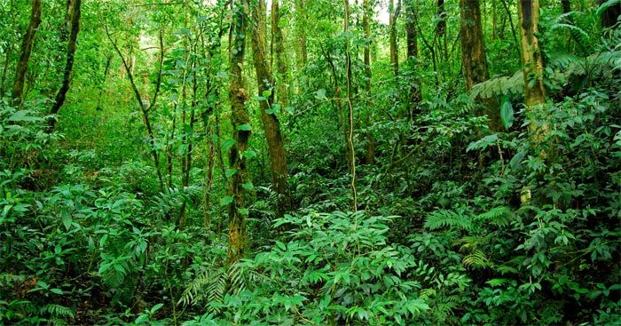 Bài văn nghị luận về tầm quan trọng của việc bảo vệ rừng - mẫu 1