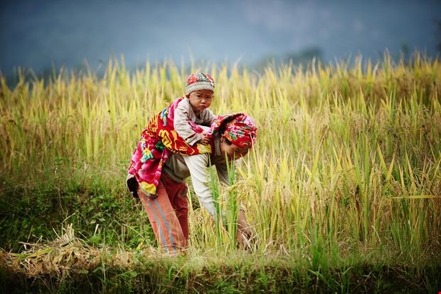 Top 9 Bài văn phân tích hình ảnh người mẹ Tà-ôi trong "Khúc hát ru những em bé lớn trên lưng mẹ" của Nguyễn Khoa Điềm