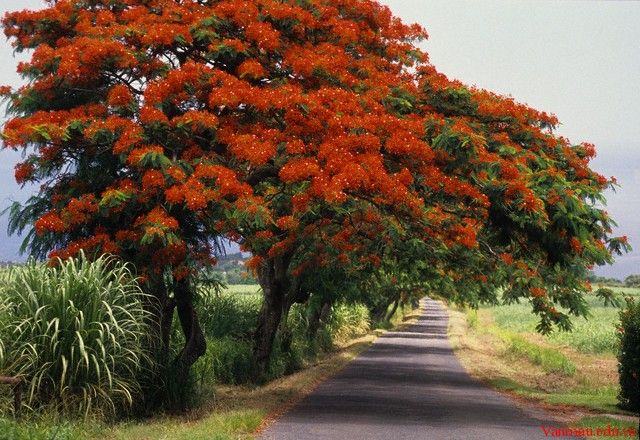 Bài văn phân tích vẻ đẹp tâm hồn Nguyễn Trãi qua bài thơ 