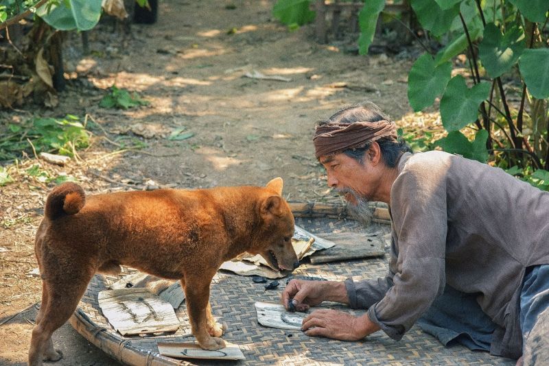 Bài văn suy nghĩ về số phận Lão Hạc trong truyện ngắn cùng tên số 5