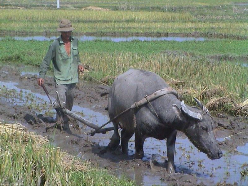 Bài văn tả bác nông dân số 2