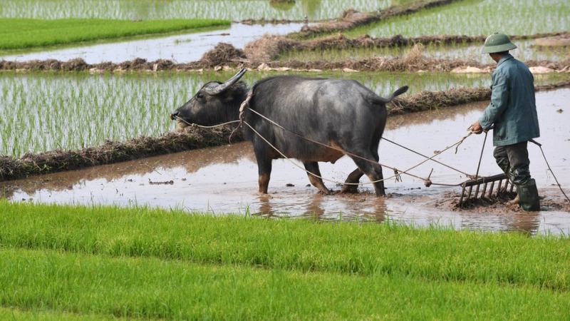 Bài văn tả bác nông dân số 3