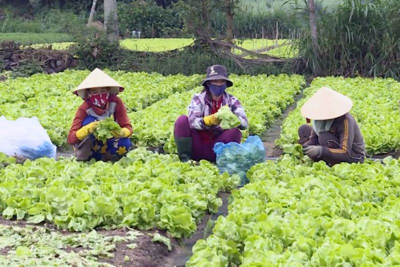 Bài văn tả bác nông dân số 7