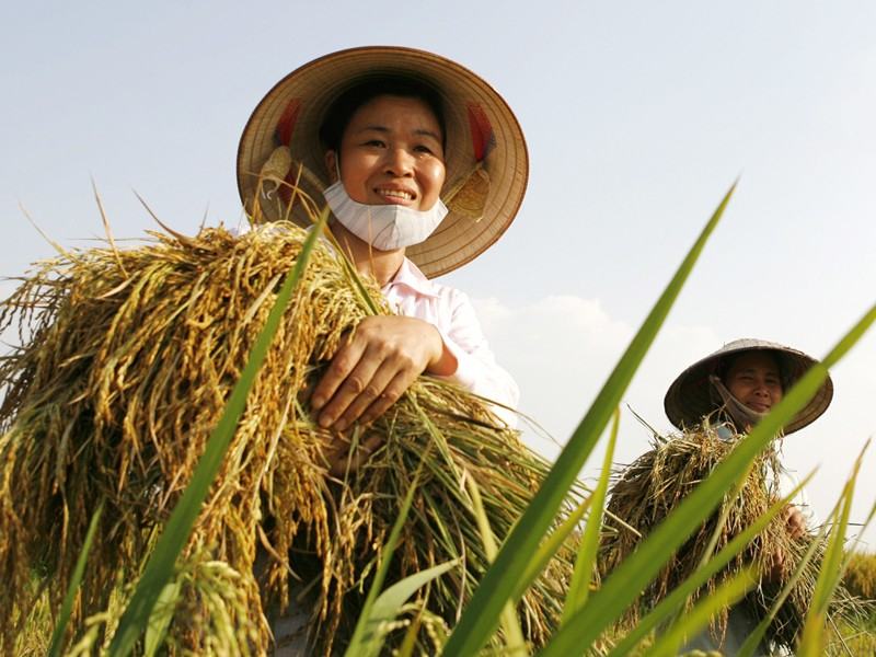 Bài văn tả bác nông dân số 9