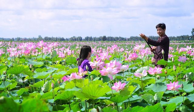 Bài văn tả cảnh đầm sen đang mùa hoa nở số 6