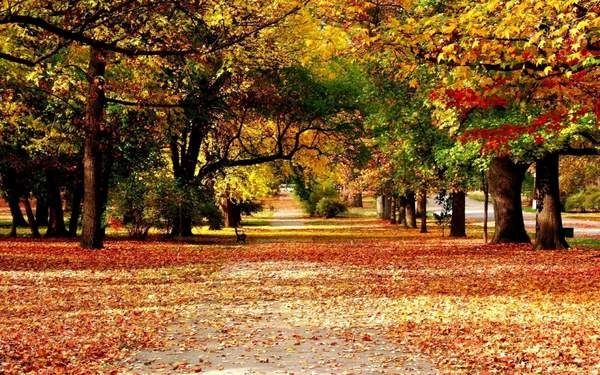 Hình ảnh thiên nhiên lá rụng buồn cực đẹp nhất, tổng hợp với hơn 107 hình  nền lá mùa thu siêu hot