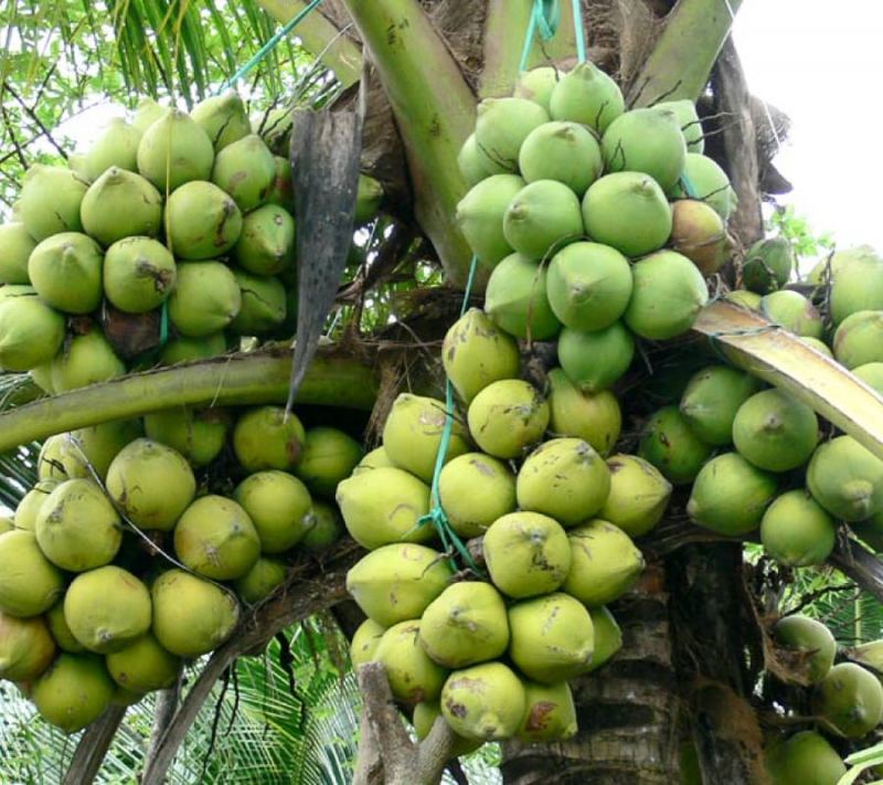 Tổng quan về miêu tả cây dừa và cách trồng, chăm sóc