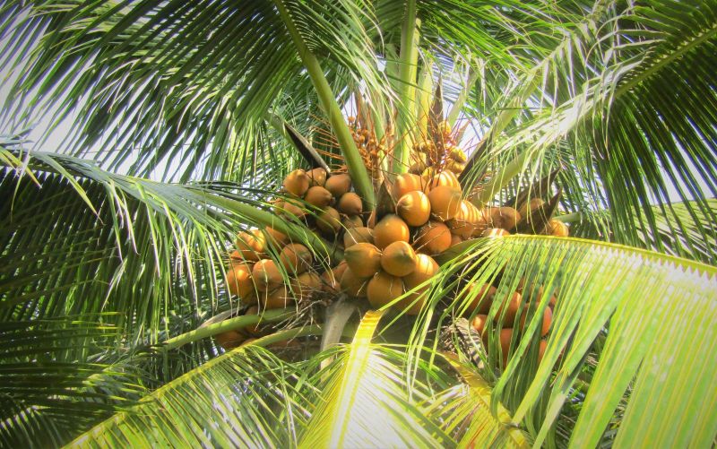 Top 10 Bài văn tả cây dừa hay nhất - Toplist.vn
