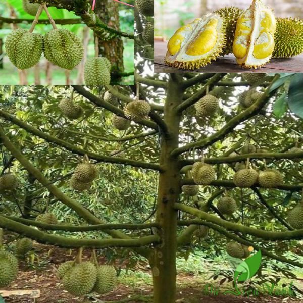 Bộ sưu tập hình ảnh cây sầu riêng đẹp từng hạt - Tuyển chọn 999+ hình ảnh  cây sầu riêng chất lượng cao độ phân giải 4K