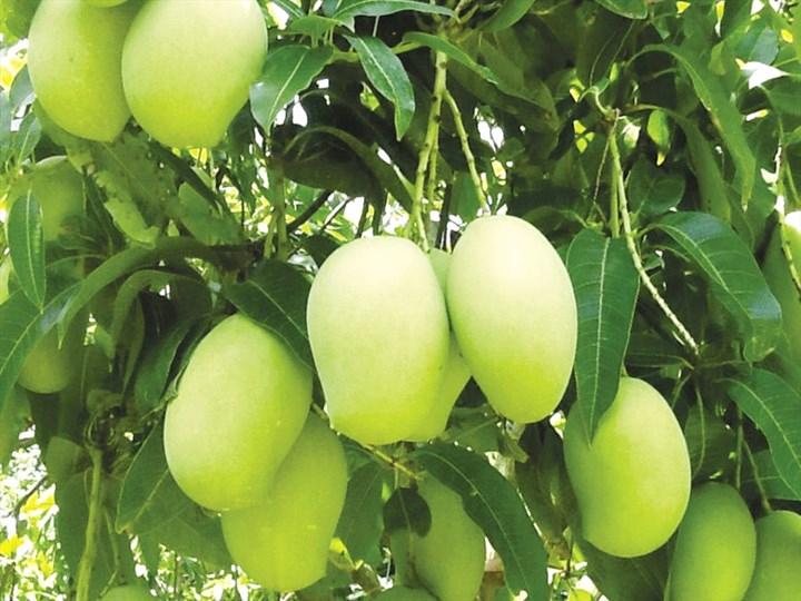 Thuyết minh về loại cây ăn quả - Cây Xoài
