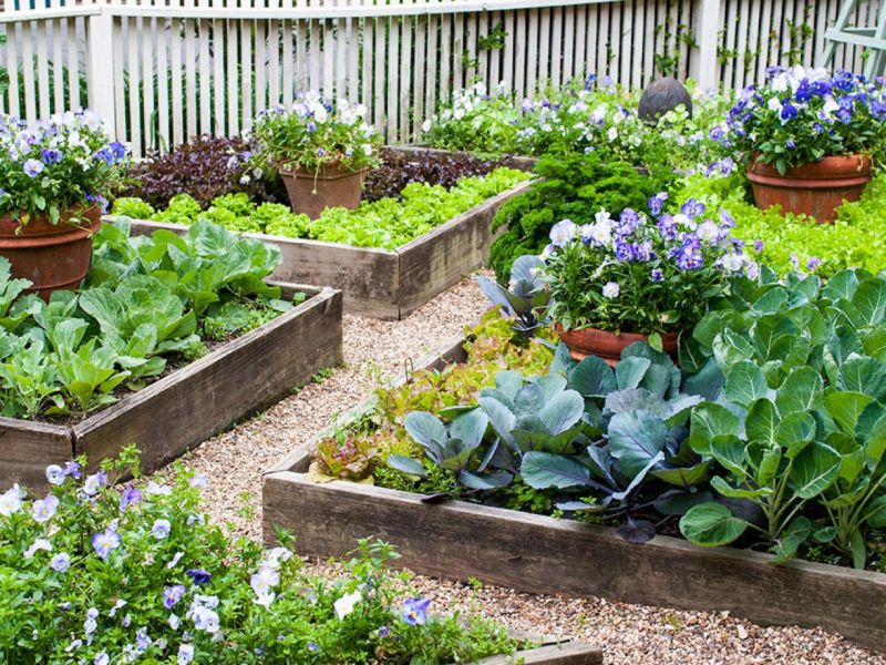 Top 10 Bài văn tả vườn rau hay nhất 
