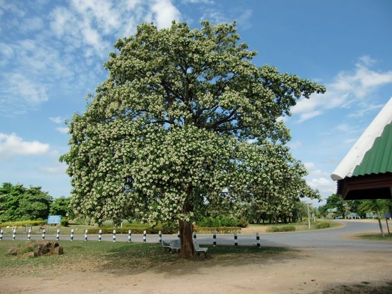 Hình minh hoạ