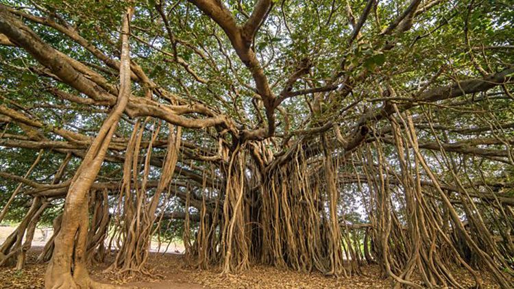 Bài văn thuyết minh về cây đa - mẫu 1