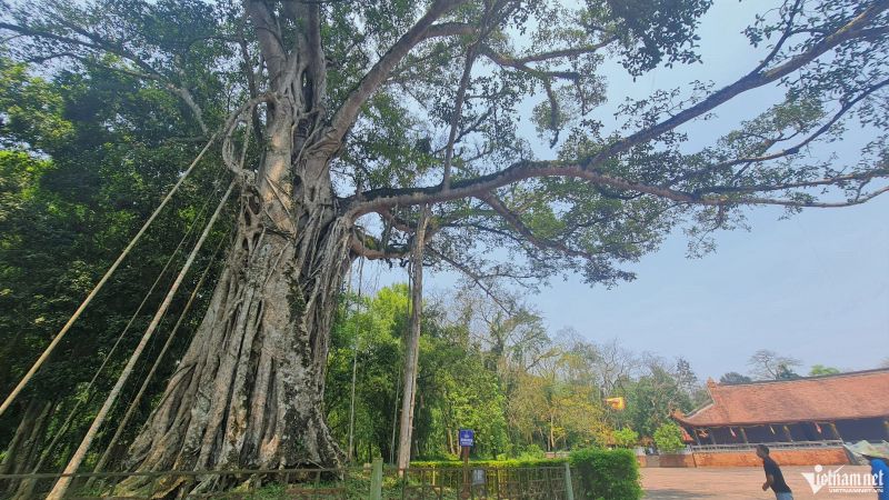 Bài văn thuyết minh về cây đa - mẫu 1